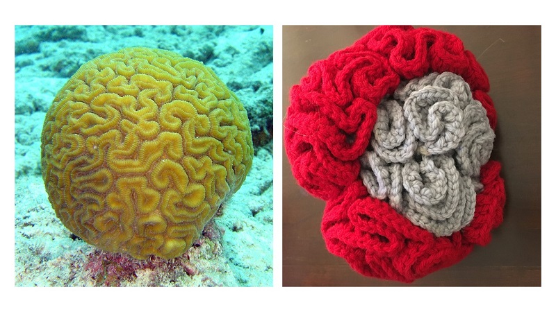 Crochet Brain Corals